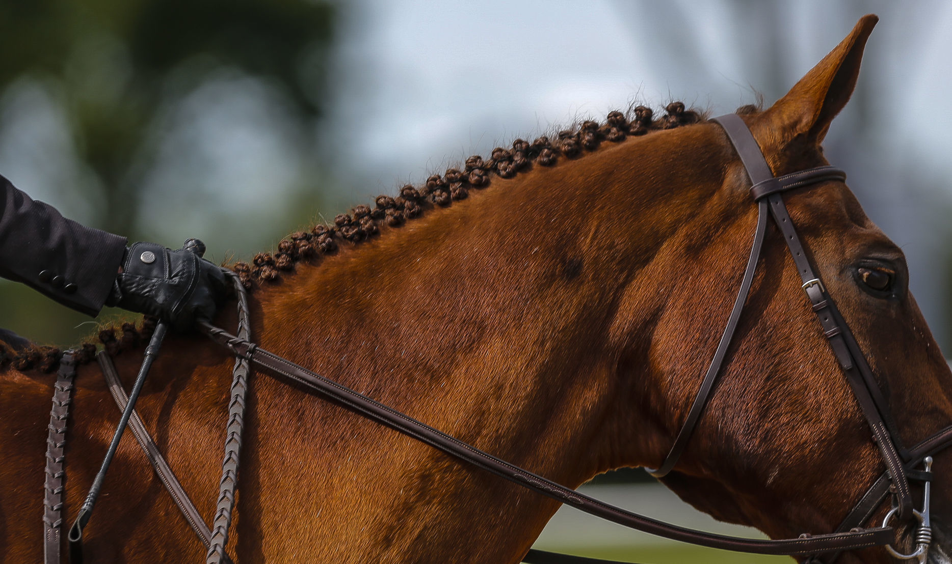 Midstates Horse Show 7